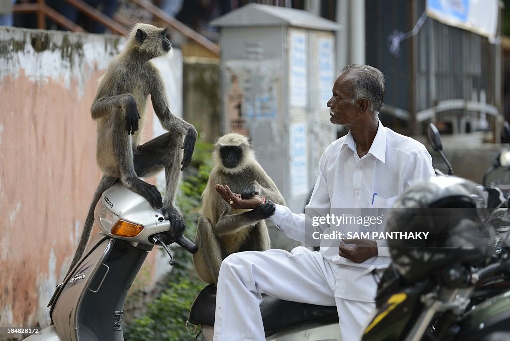 TOPSHOT-INDIA-RELIGION-HINDU-MONKEYS