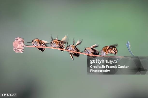 Soluting Bee Anthophorini Photos and Premium High Res Pictures - Getty Images