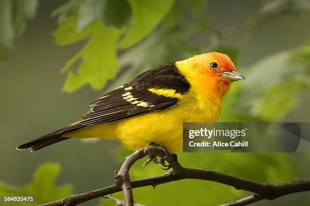 male western tanager perched on a branch - piranga ludoviciana stock pictures, royalty-free photos & images