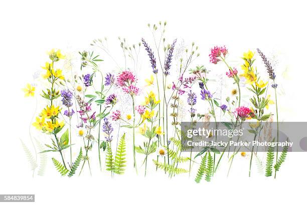 summer flowers - valeriana officinalis stock pictures, royalty-free photos & images
