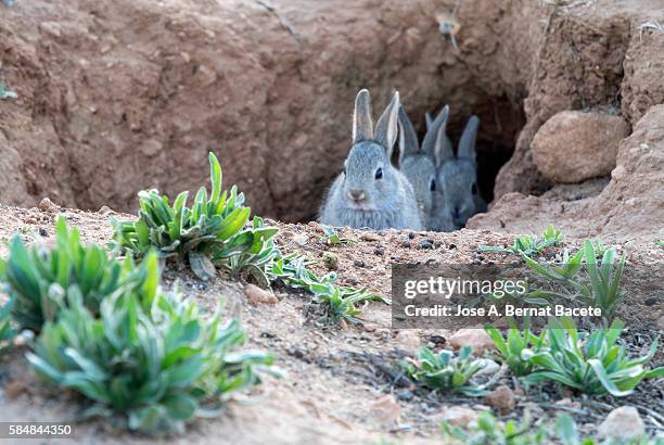 group of bunnies peering through the hole in its burrow ( species oryctolagus cuniculus.) - rabbit burrow stock pictures, royalty-free photos & images