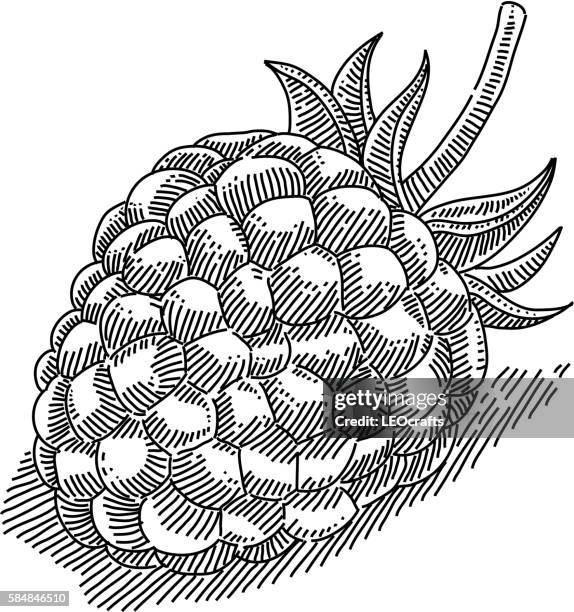 stockillustraties, clipart, cartoons en iconen met raspberry drawing - framboos