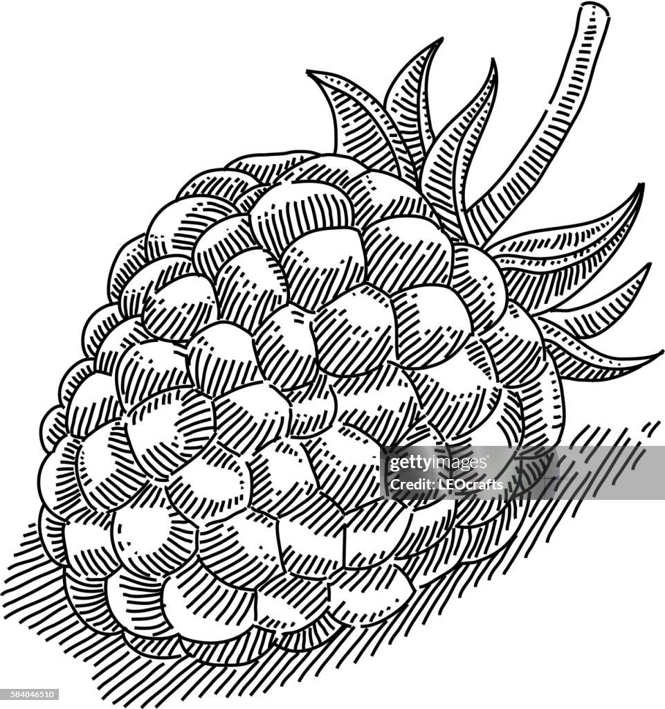 Blue Raspberry Drawung Raspberry Drawing High-Res Vector Graphic - Getty Images