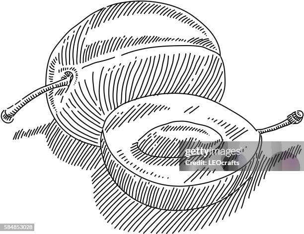 plum drawing - plums stock illustrations