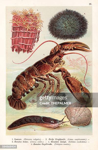 lobster and sea creatures 1888 - organ pipe coral stock illustrations