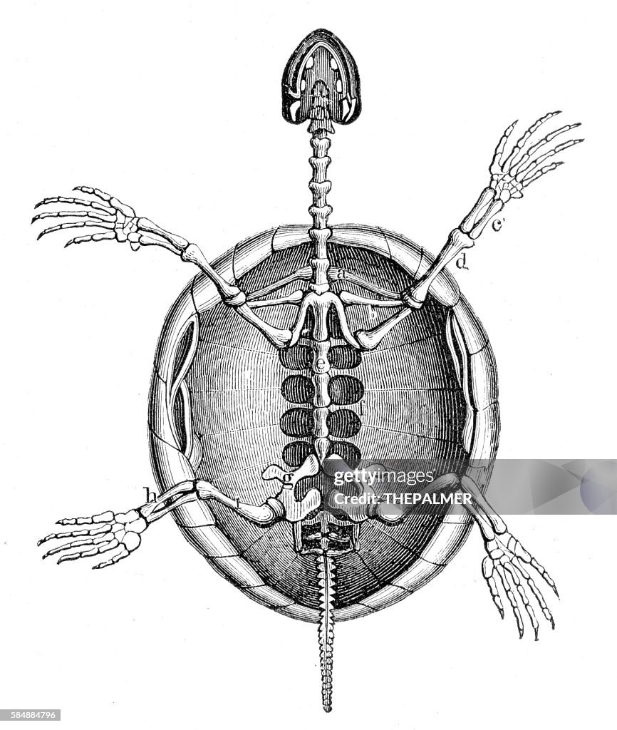 Land turtle skeleton engraving 1888