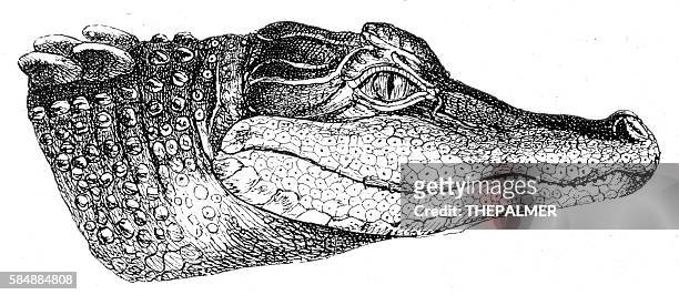 ilustraciones, imágenes clip art, dibujos animados e iconos de stock de grabado de cabeza de cocodrilo 1888 - alligator