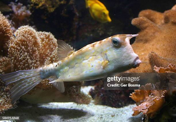 longhorn cowfish (lactoria cornuta) - longhorn cowfish stock pictures, royalty-free photos & images