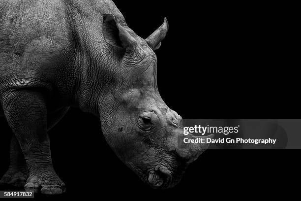 southern white rhinoceros portrait monochrome - rhinoceros foto e immagini stock