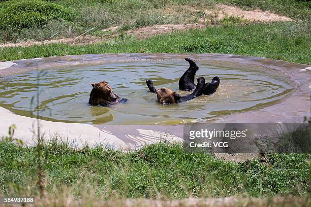 Brown bears stay in water to beat the heat at Hangzhou Safari Park as the temperature reaches 37 degrees on July 31, 2016 in Hangzhou, Zhejiang...