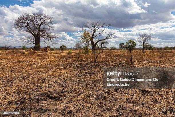 baobab trees in dry maize field in malawi - 国連食料農業機関 ストックフォトと画像