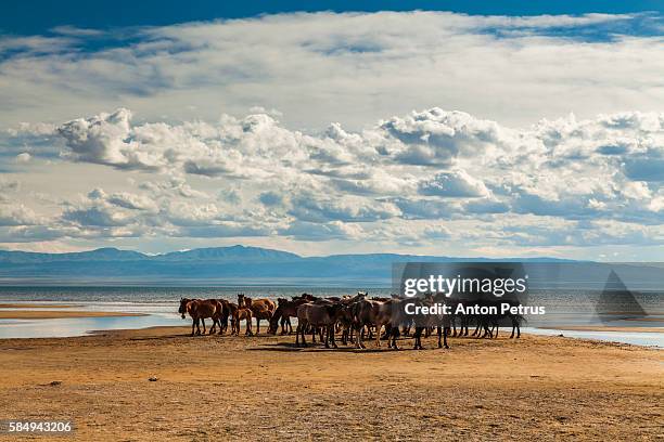 wild horses in the desert - inner mongolia photos et images de collection