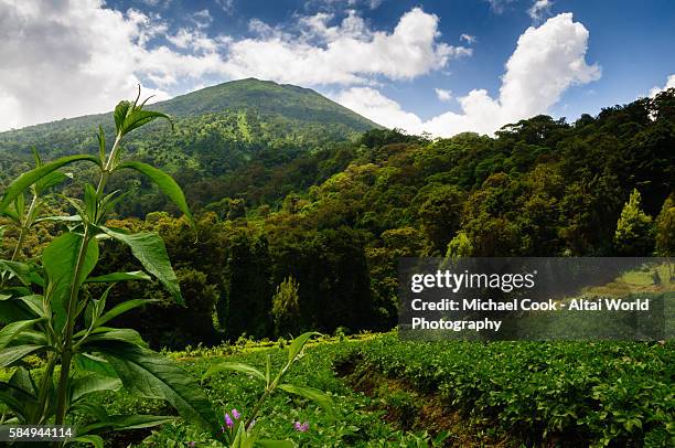 mt. bisoke - mountain gorilla foto e immagini stock