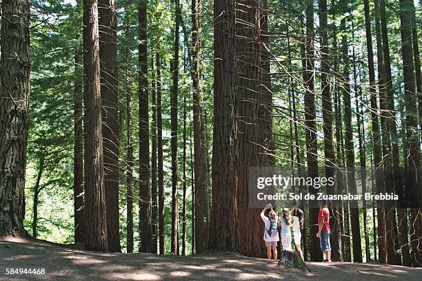 family enjoying nature and taking pictures of redwood trees - cantabria stock pictures, royalty-free photos & images