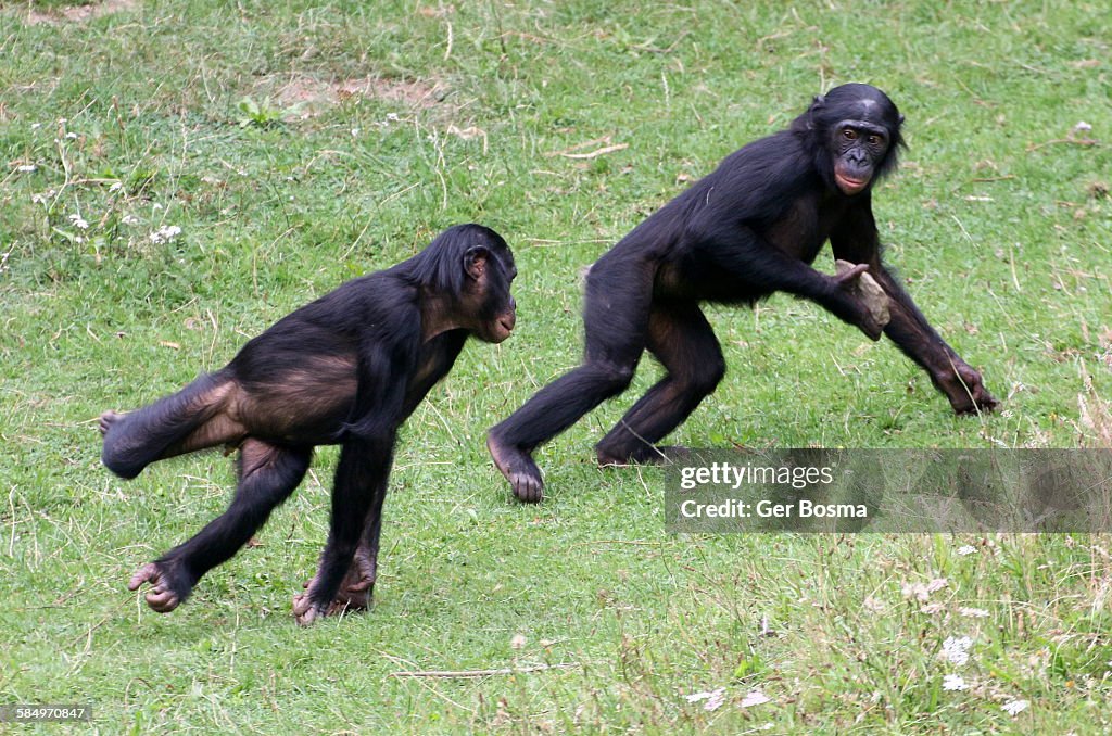 Bonobo chimps playing t