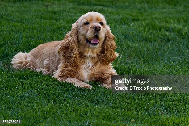 american cocker spaniel laying in green grass - spaniel stock pictures, royalty-free photos & images