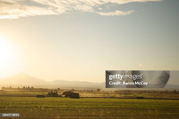 harvest of alfalfa - alfalfa field stock-fotos und bilder
