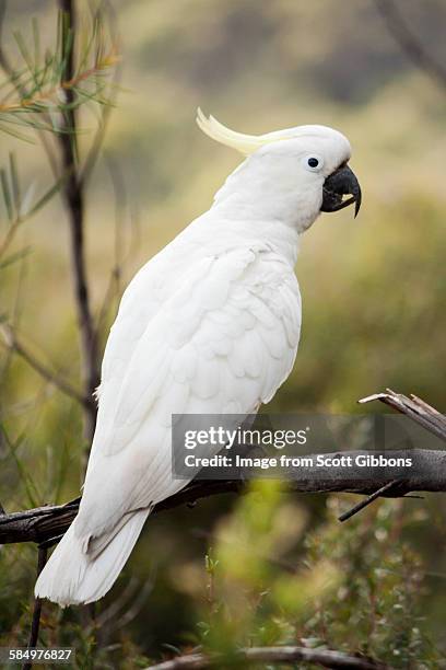 watchful cockatoo - kakadu stock-fotos und bilder