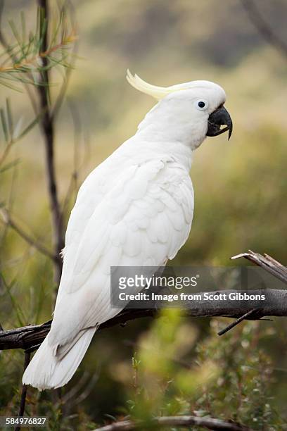 watchful cockatoo - cacatúa fotografías e imágenes de stock