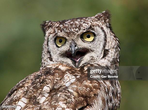 spotted eagle owl hooting - owl beak open fotografías e imágenes de stock