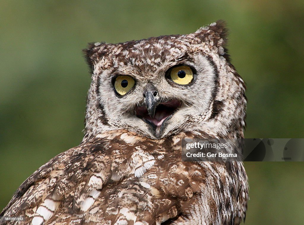 Spotted eagle owl hooting