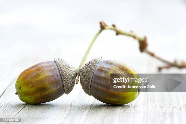 two mellow acorns - jenco van zalk stock pictures, royalty-free photos & images