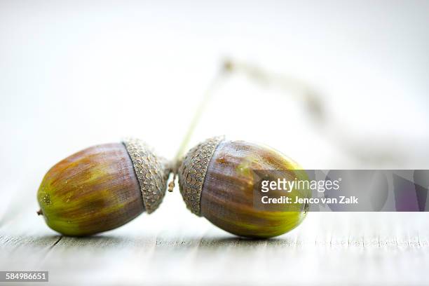 two acorns - jenco stockfoto's en -beelden