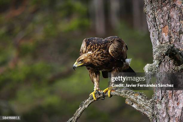 golden eagle. aquila chysaetos - eagles scotland stock pictures, royalty-free photos & images