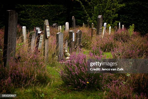 old gravestones and heath - jenco van zalk stock pictures, royalty-free photos & images