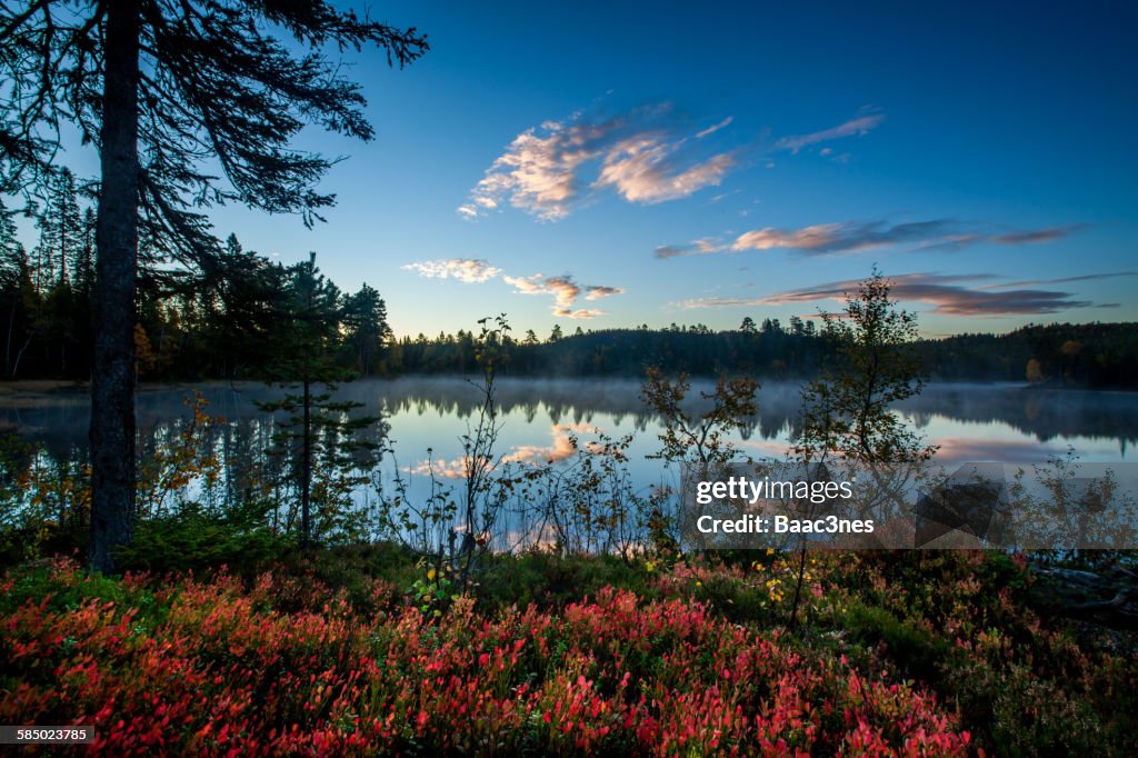 Early morning in the forest, Norway