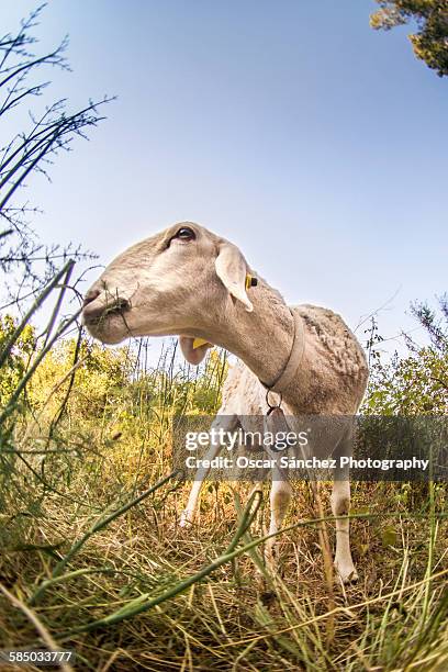 sheep grazing at nature - goat grazing stock pictures, royalty-free photos & images