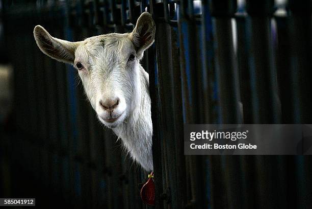 Goat at GTC Farm, the GTC Biopharmaceuticals breeding and milking farm, stares at a visitor, Feb. 17, 2006. This small Massachusetts company may soon...