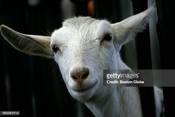 Goat at GTC Farm, the GTC Biopharmaceuticals breeding and milking farm, seems to smile at a visitor, Feb. 17, 2006. This small Massachusetts company...