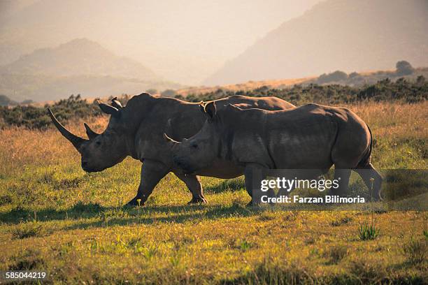 Burgundy Rinosaurus 11 Rhinosaurus Stock Photos, High-Res Pictures, and Images - Getty Images