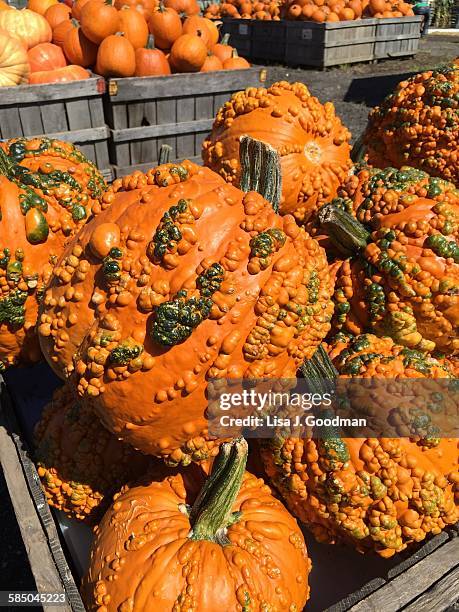 community  - ugly pumpkins stock pictures, royalty-free photos & images