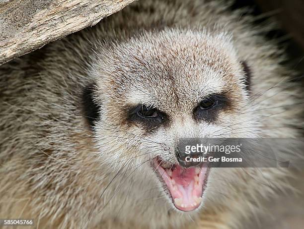 angry meerkat - meerkat stock pictures, royalty-free photos & images