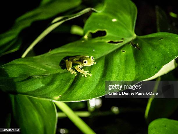 emerald glass frog in costa rica - glass frog stock pictures, royalty-free photos & images