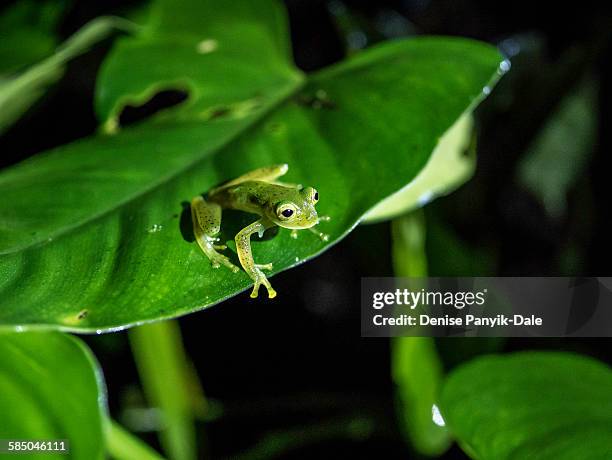 emerald glass frog - monteverde costa rica stock pictures, royalty-free photos & images