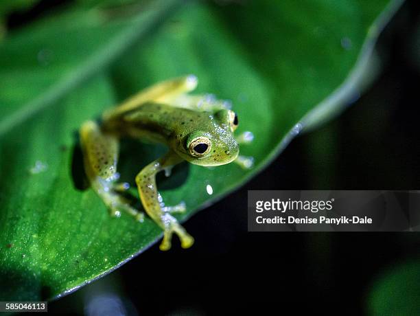 close up of emerald glass frog in costa rica - foresta pluviale di monteverde foto e immagini stock