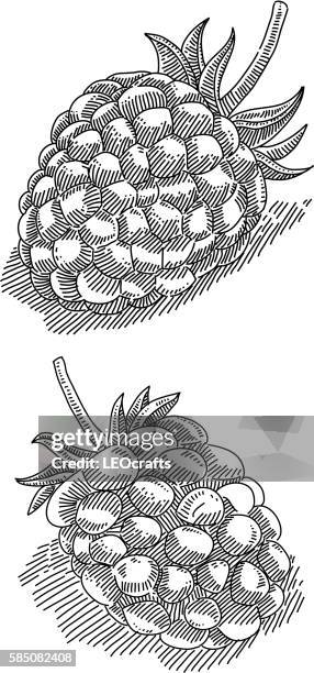 raspberry and blackberry drawing - blackberry pattern stock illustrations