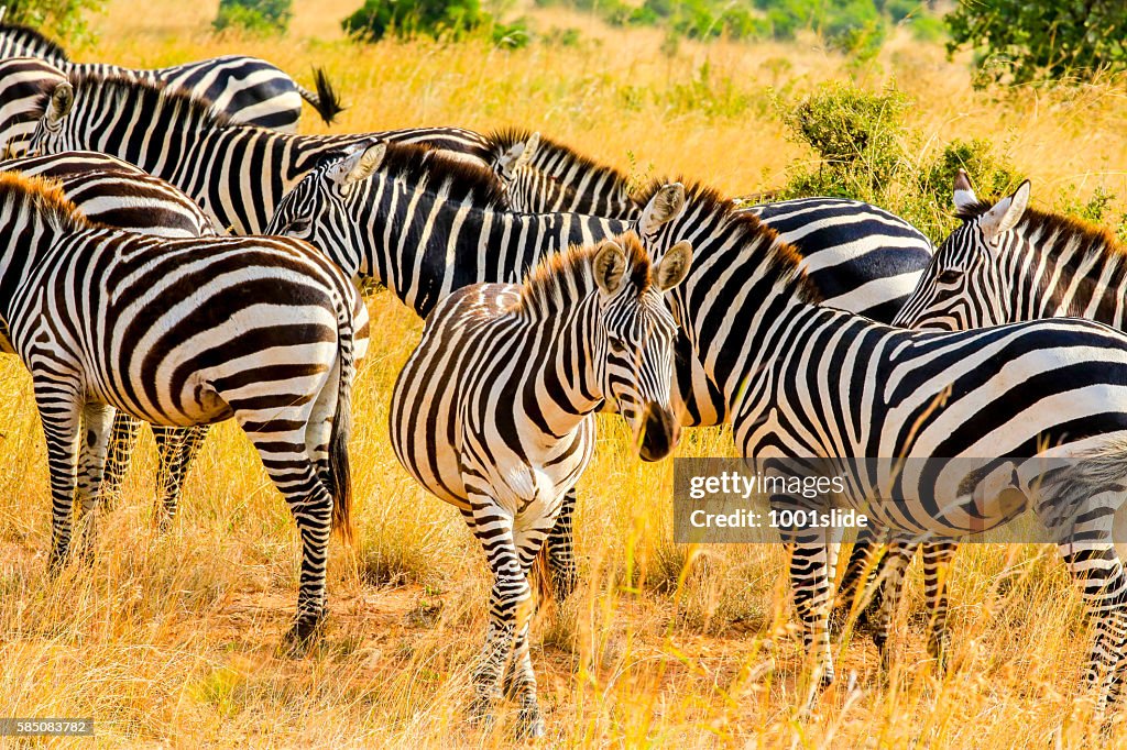 Zebras at Savannah