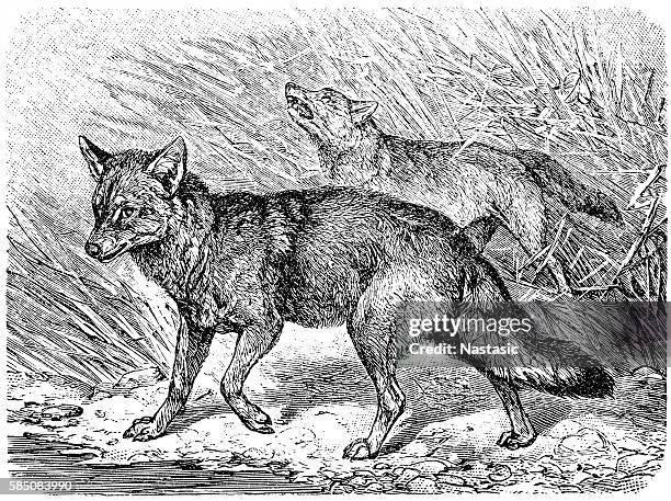 golden jackal (canis aureus) - hunt dog painting stock illustrations