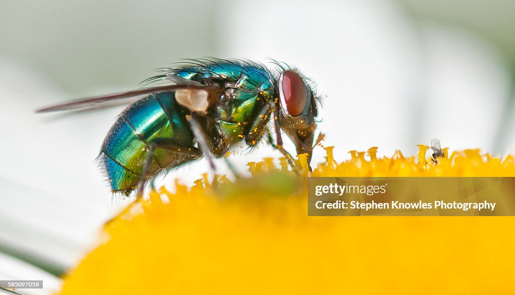 Bluebottle (fly)