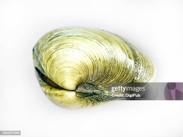 hard clam on white background - schelpdier dier stockfoto's en -beelden