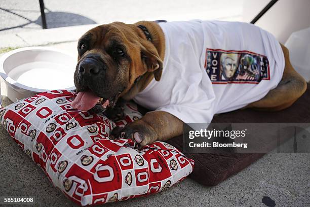 Dog wearing a shirt in support of Donald Trump, 2016 Republican presidential nominee, sits in the shade of a vendor table outside a town hall event...