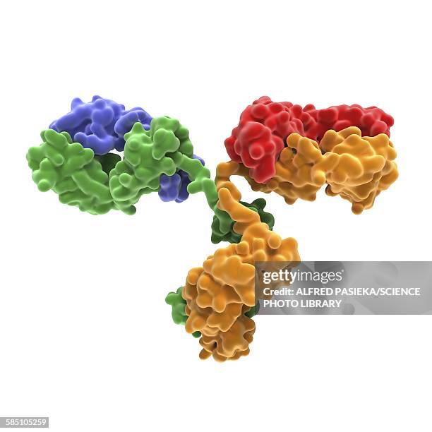 ilustrações, clipart, desenhos animados e ícones de monoclonal antibody igg2a - anticorpo