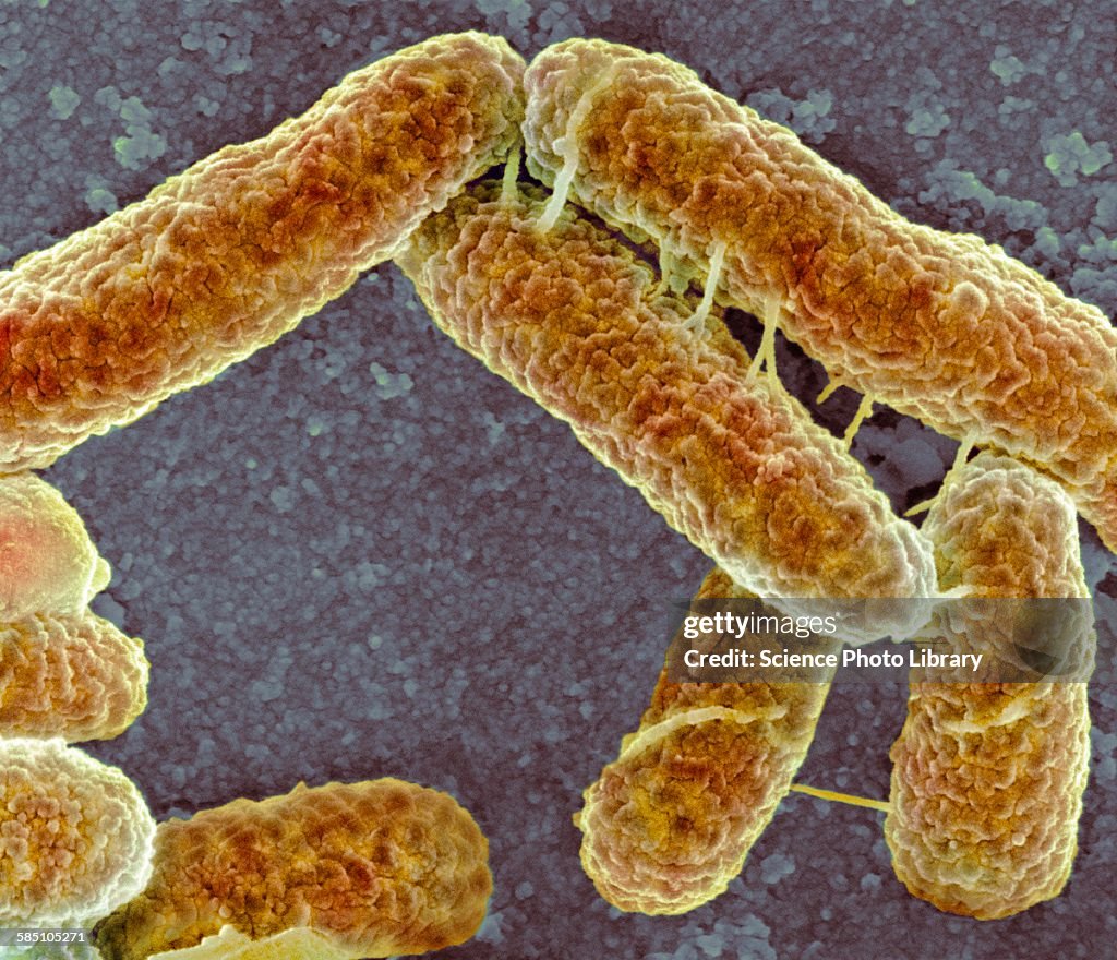 E coli bacteria, SEM