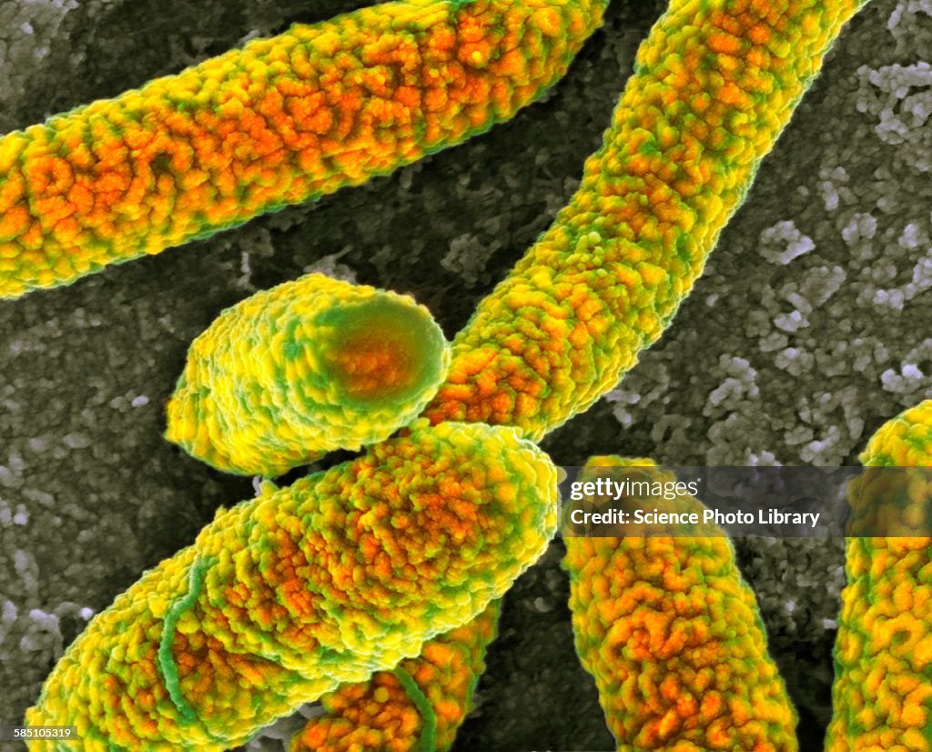 E coli bacteria, SEM