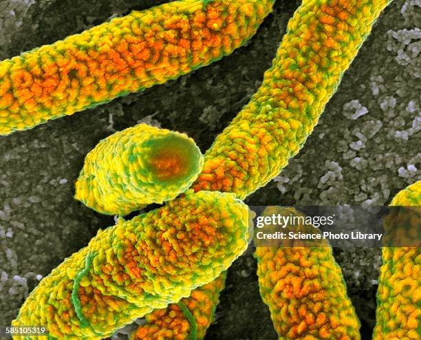 e coli bacteria, sem - prokaryote stock pictures, royalty-free photos & images