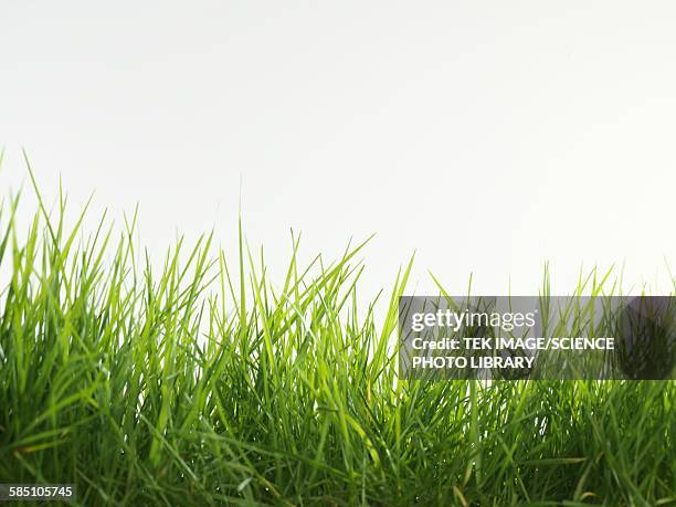 blades of grass - blades of grass foto e immagini stock